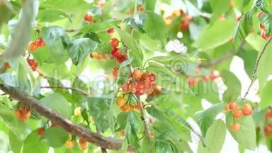 在春天或夏天，在果田的<strong>樱桃</strong>树上，把新鲜的有机成熟的<strong>樱桃</strong>合上。 健康食品<strong>水果</strong>概念